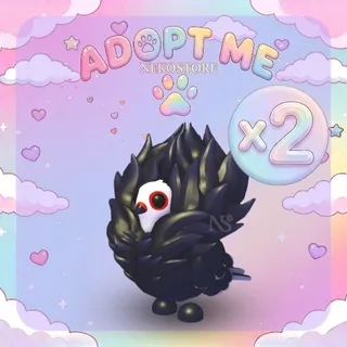 Jacobin Pigeon - adopt me