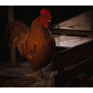 Scrappy 5 LVL -Master Hoarder (12x Mushroom, 12x Apricot, 3x Very Comfortable Pillow)