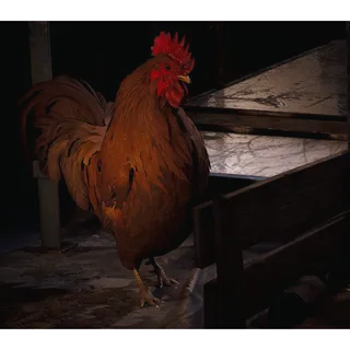 Scrappy 5 LVL -Master Hoarder (12x Mushroom, 12x Apricot, 3x Very Comfortable Pillow)