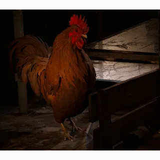 Scrappy 5 LVL -Master Hoarder (12x Mushroom, 12x Apricot, 3x Very Comfortable Pillow)