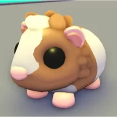 Chocolate Dutch Guinea