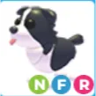NFR Border Collie