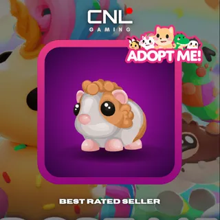 1x Red Dutch Guinea Pig - Normal [Adopt Me]