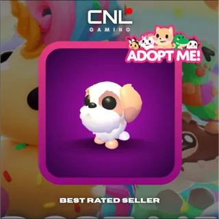 3x Shih Tzu - M [Adopt Me]