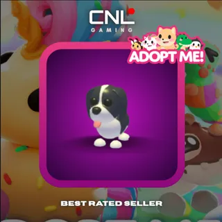 3x Black Springer Spaniel - Normal [Adopt Me]