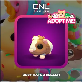 1x Chocolate Dutch Guinea Pig - Normal [Adopt Me]