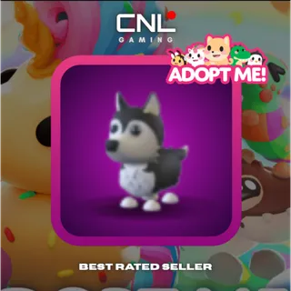 2x Husky - Normal [Adopt Me]