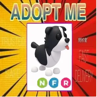 NFR BORDER COLLIE