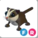 Sugar Glider - FR