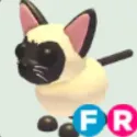 Siamese Cat - FR
