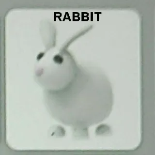 Rabbit