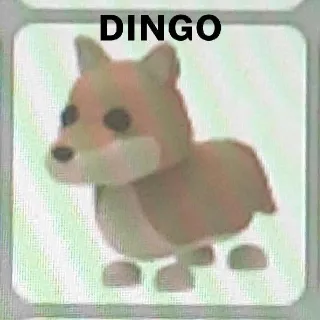 Dingo