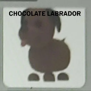 Chocolate Labrador