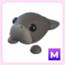 M dugong