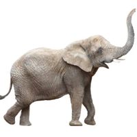 Majestic Card Elephant