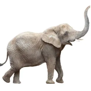 Majestic Card Elephant