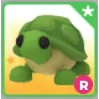 R TURTLE