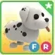 FR Dalmatian