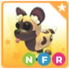 NFR African Wild Dog