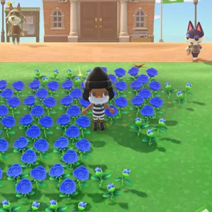 40 blue roses
