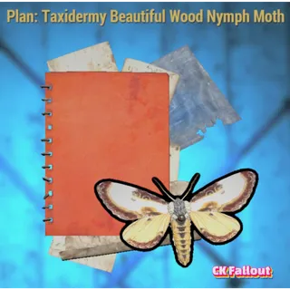 Taxidermy Beautiful Wood Nymph Moth