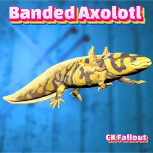 Banded Axolotl