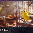 Avian Alarm