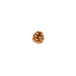 Resource | 1200 Pine Cones