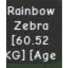 Huge rainbow hatched zebra | 60kg+