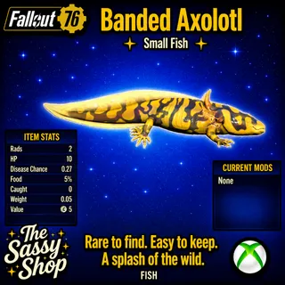 Banded Axolotl