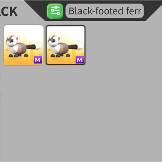1x M Black-Footed Ferret
