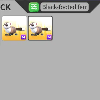 1x M Black-Footed Ferret