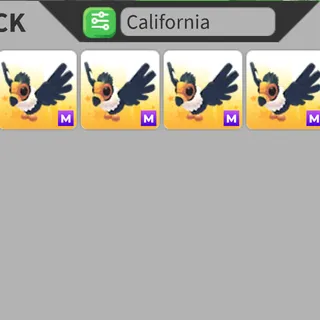 1x M California Condor