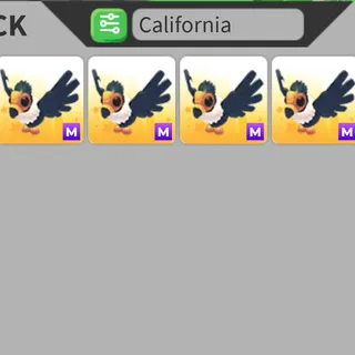 1x M California Condor