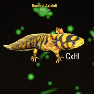 Banded Axolotl