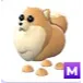 Mega Pomeranian