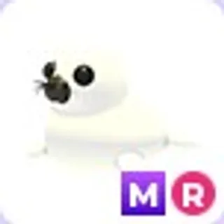 MR Harp Seal