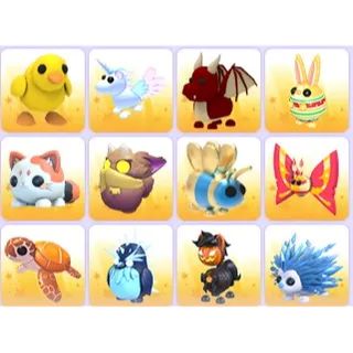 Pets x 24