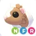 NFR Chocolate Dutch Guinea Pig