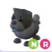 NR Black Chow Chow