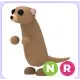 NR Meerkat