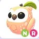 NR Peach Owl