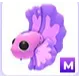 Mega Pink Betta Fish
