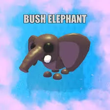 bush elephant FR