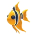 angelfish FR