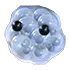 FROGSPAWN FR