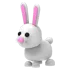 bunny NFR