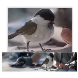PUBG|Vikendi Birb ID Card|Fast