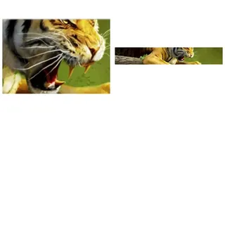 Tiger Blood ID Card