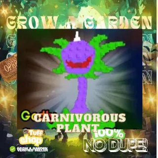 5x Carnivorous Plant - PVB (Fast Delivery)